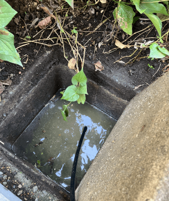 名古屋市昭和区で汚水桝の高圧洗浄前